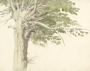 Studie van een geknotte boom - een wilg door Edward Duncan