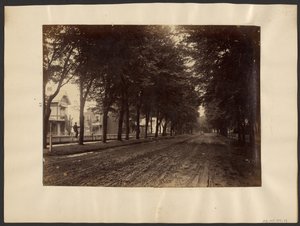 [Met bomen omzoomde straat].