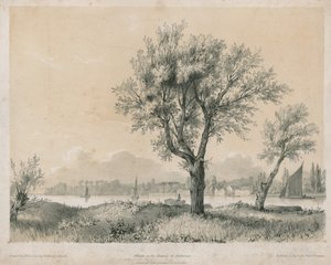 Wilgen aan de Theems bij Battersea