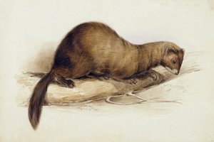 Een Wezel door Edward Lear
