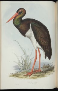 Zwarte Ooievaar, uit 