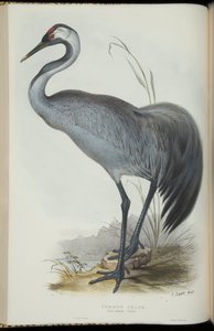 Kraanvogel, uit 