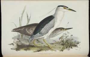 Kwak, uit 