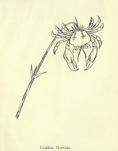 Crabbia Horrida door Edward Lear