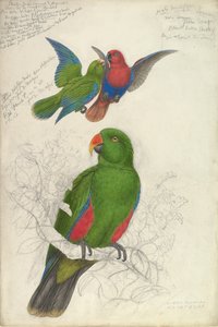 Eclectus Roratus Polychloros door Edward Lear