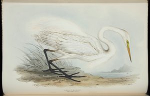 Grote Zilverreiger, uit 