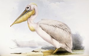 Grote witte pelikaan door Edward Lear