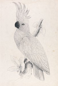  door Edward Lear