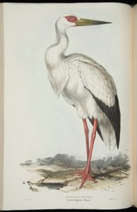 Maguari Ooievaar, uit 