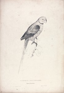  door Edward Lear