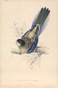  door Edward Lear