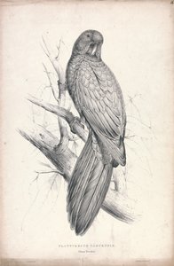  door Edward Lear