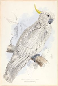 Plyctolophus Galeritus. Grote Geelkuifkaketoe. door Edward Lear