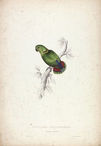  door Edward Lear