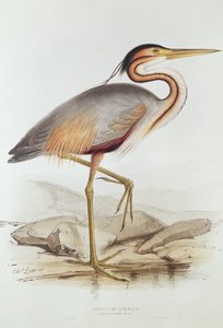 Purperreiger
