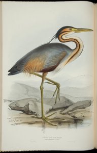 Purperreiger, uit 