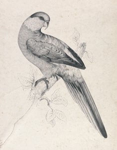  door Edward Lear