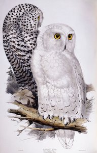 Sneeuwuil