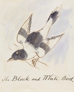De Zwart-Witte Vogel, uit Zestien Tekeningen van Komische Vogels
