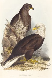 Witkoparend Haliaetus leucocephalus, gepubliceerd 1832-1837