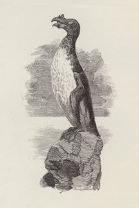 Illustratie voor De Waterkinderen door Charles Kingsley (gravure)
