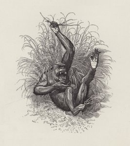Illustratie voor The Water-Babies door Charles Kingsley door Edward Linley (after) Sambourne