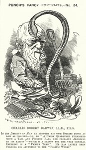 Punch cartoon: Charles Darwin, Engelse natuuronderzoeker en bioloog (gravure)