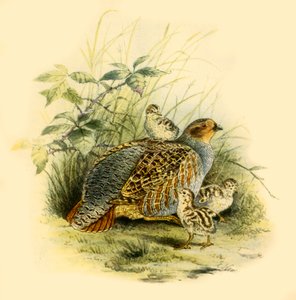 Patrijs en Kuikens