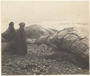 [Gedeeltelijk afgeslachte walvis - Makah] [De gevangen walvis].