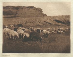 Portfolio I, Plaat 33: Navaho Kuddes door Edward S. Curtis