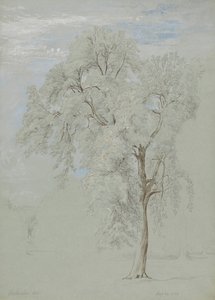 Esdoorn door Edward Swinburne