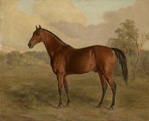 Kentucky specht, 1834 door Edward Troye