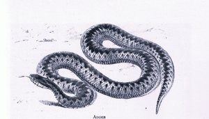 Adder, Natuur in Groot-Brittannië gepubliceerd door Collins door Edward William (after) Cooke