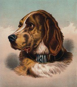 De Bloedhond (?) door Edwin (after) Landseer