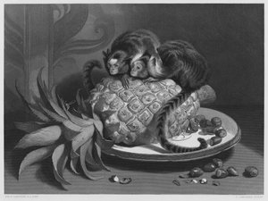 De Marmozettes, van het schilderij in de Koninklijke Collectie door Edwin (after) Landseer