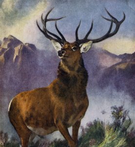De monarch van de Glen