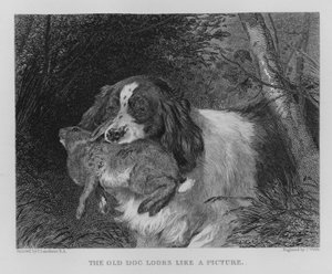 De Oude Hond Lijkt op een Schilderij