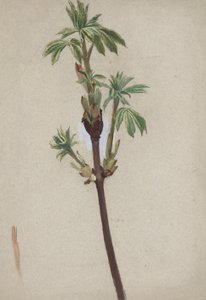 Plantenstudie