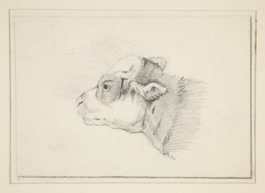 Schets van een schaap
