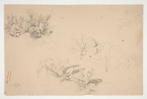 Studies van bloemen