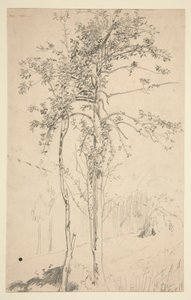 Studie van twee bomen door Edwin Austin Abbey
