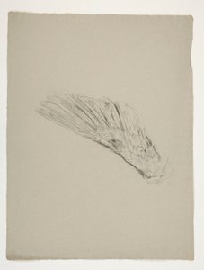 Studie van vleugel voor de jeugd van Galahad, uit de zoektocht naar de Heilige Graal (een serie van vijftien schilderijen voor de Boston Public Library, voltooid in 1901)