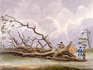 Bomen beschadigd door een storm op 15 oktober, Roehampton, Londen