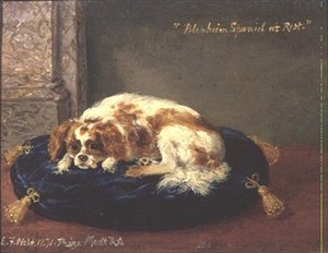 Blenheim Spaniël in Rust
