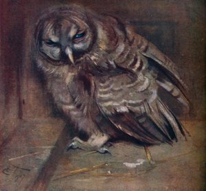 Een jonge bruine uil, 1907