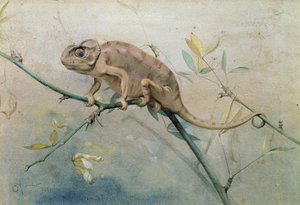Kameleon, 1901