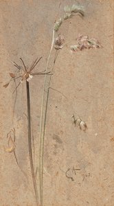 Kropaargras door Edwin John Alexander