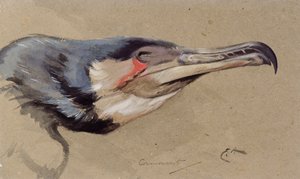 Aalscholver
