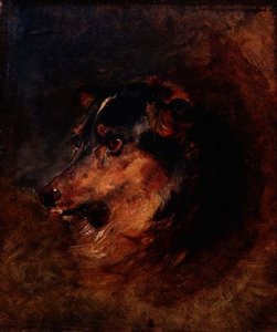 Een Hoofdstudie van een Collie Hond