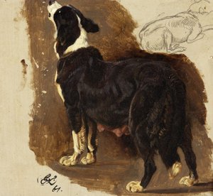 Collie teef
